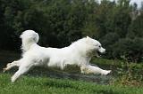 SAMOYEDE 071